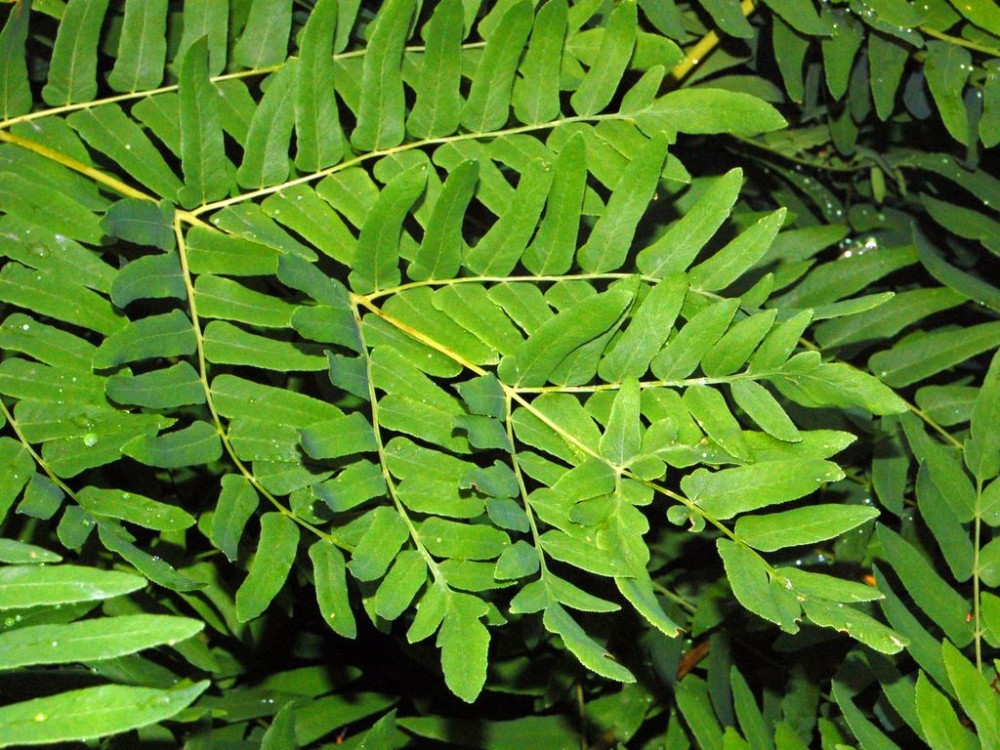 osmunda_regalis_3